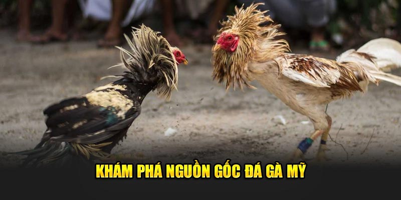 Kham-pha-nguon-goc-da-ga-My
