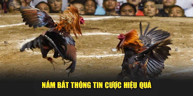 Nam-bat-thong-tin-cuoc-hieu-qua