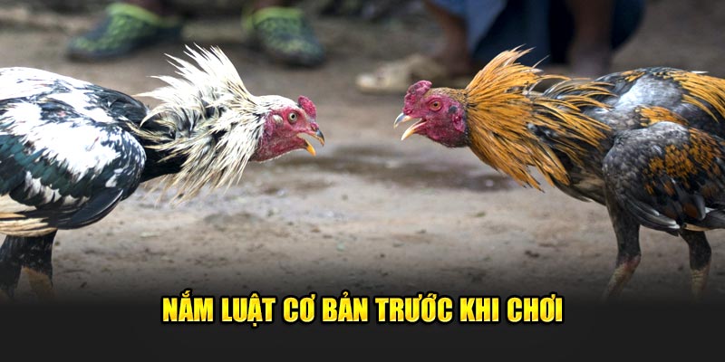 Nam-luat-co-ban-truoc-khi-choi