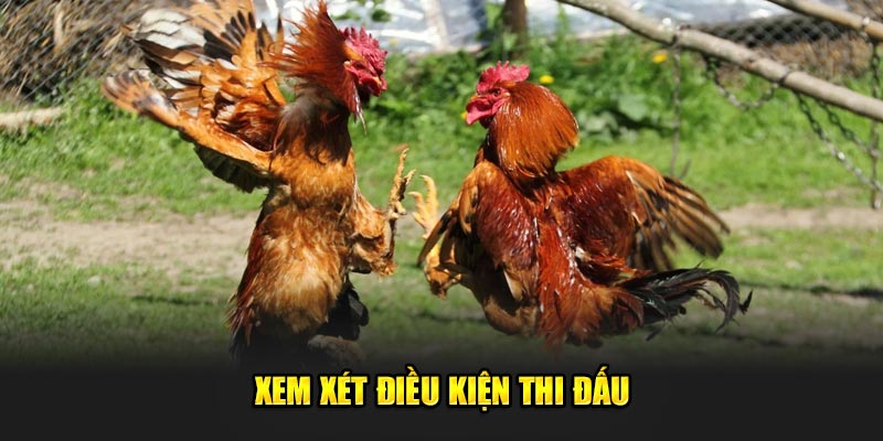Xem-xet-dieu-kien-thi-dau