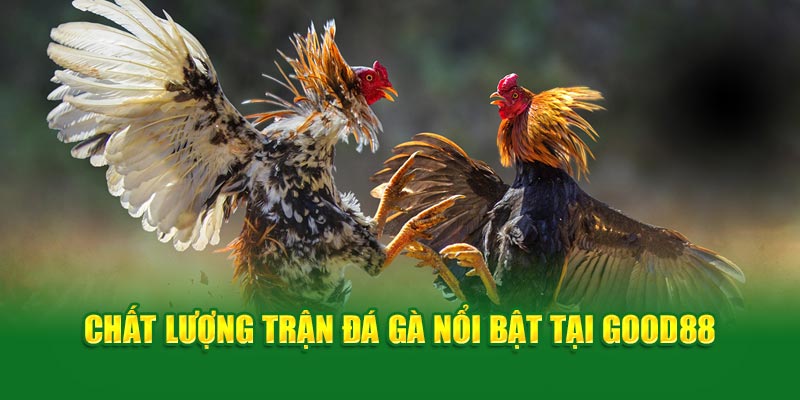 chat-luong-tran-da-ga-noi-bat-tai-good88