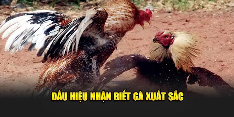 dau-hieu-nhan-biet-ga-xuat-sac