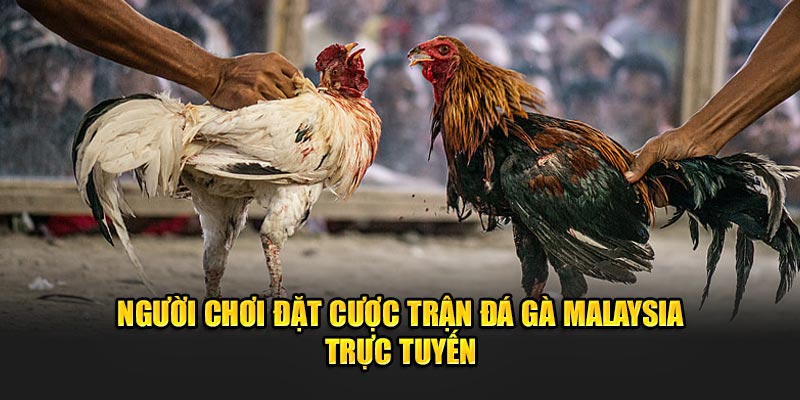 nguoi-choi-dat-cuoc-tran-da-ga-malaysia-truc-tuyen