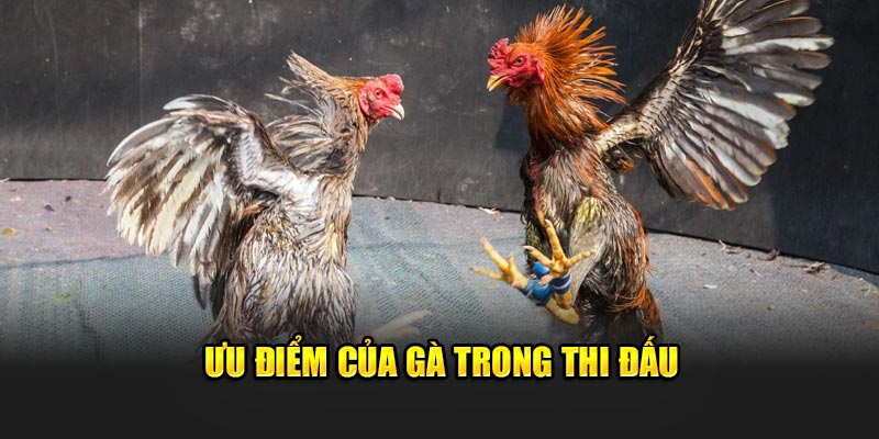 uu-diem-cua-ga-trong-thi-dau